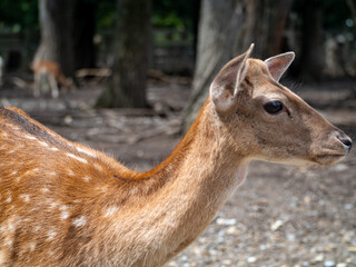 white tailed deer in the woods, forrest