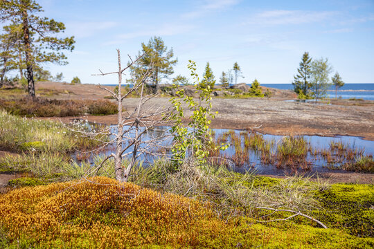 Schweden K&uuml;ste Wasser Vielfal Gew&auml;chse, Moose und Flechten Natur
