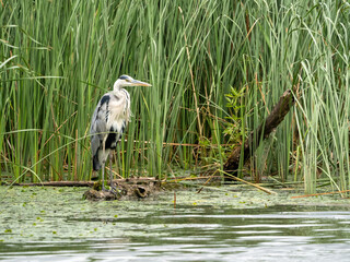 great blue heron ardea cinerea