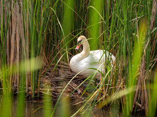 swan on the grass