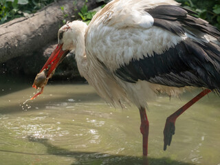 yellow billed stork