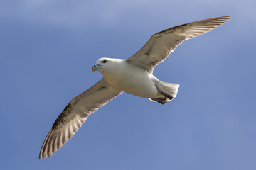 Fulmar in flight.