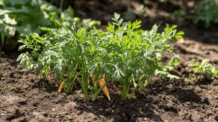 Obraz premium Young carrot seedlings in a garden bed (2)