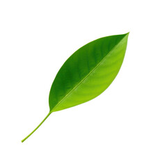 Vibrant Green Leaf with Detailed Veins on Transparent Background