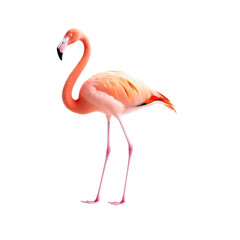 Elegant flamingo standing with vibrant pink and orange feathers isolated on transparent background