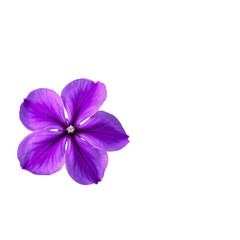 Vibrant Five-Petal Purple Flower with Dark Veins and Light Center on Transparent Background