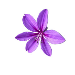 Close-up of a vibrant purple six-petaled flower with detailed veins and visible stamens on a transparent background