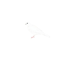 White dove perched gracefully on transparent black background