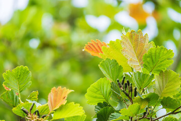 夏の森　ヤマハンノキの葉が輝く21