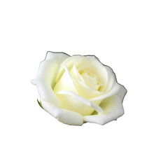 Elegant white rose bloom isolated on black background with transparent edges