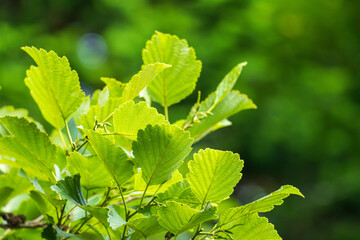 夏の森　ヤマハンノキの葉が輝く25