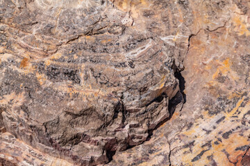 Araucarioxylon arizonicum. Petrified wood is a special type of fossilized wood, the fossilized remains of terrestrial vegetation. Blue Mesa Scenic Rd,  Petrified Forest National Park, Arizona	