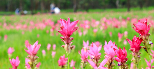 Siamese Tulip beautiful bloom in nature during the rainy season