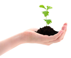 Hand holding a sprout.