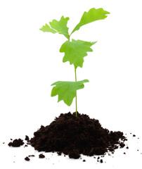 Tree oak planted in the soil.