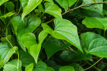 夏の森　日陰のツル植物の葉31