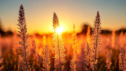 Golden sunset illuminating a field of tall grass, creating a tranquil and beautiful landscape - Powered by Adobe