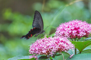 夏の森　ボタンクサギのの花とモンキアゲハ04