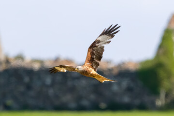 Red Kite hunting.