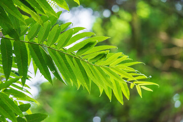 夏の森　木の葉が輝く37