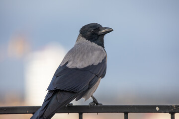 Hooded crow (Corvus cornix) perched on a metal railing.