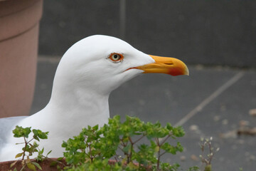 Adult Larus argentatus or European herring gull head by a flower pot