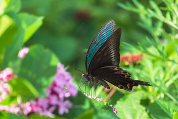 Fototapeta premium 夏の森 ボタンクサギのの花とカラスアゲハ02