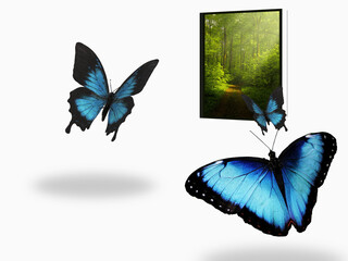 Butterfly in a frame