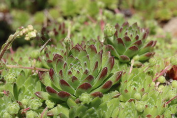 Sempervivum x funckii rojnik Funcka © Perovskia