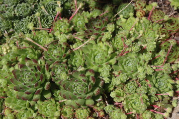 Sempervivum x funckii rojnik Funcka © Perovskia