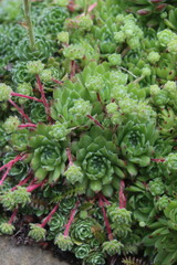 Sempervivum x funckii rojnik Funcka © Perovskia