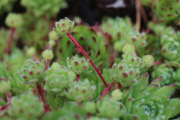 Sempervivum x funckii rojnik Funcka © Perovskia