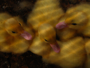 Adorable close-up of fluffy yellow ducklings huddling in a wire mesh enclosure. Perfect for themes...