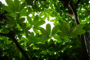 Obraz premium Lush Green Canopy of Alstonia Scholaris Tree Viewed from Below, Dense Foliage and Radial Leaf Pattern for Botanical and Nature Backgrounds