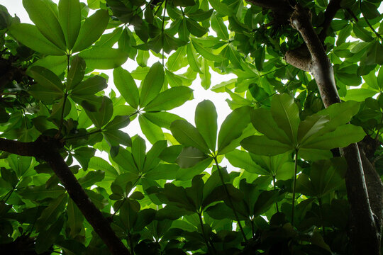 Lush Green Canopy of Alstonia Scholaris Tree Viewed from Below, Dense Foliage and Radial Leaf Pattern for Botanical and Nature Backgrounds