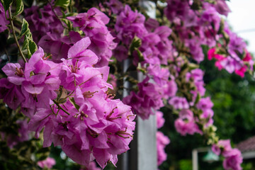 Lush Bougainvillea Flowers Hanging as Decorative Element for Home and Garden Aesthetic, Ideal for...