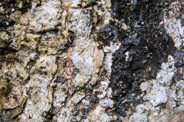 Close-Up Texture of Alstonia Scholaris Tree Bark, Natural Surface Detail for Organic Design, Nature Background, and Botanical Studies