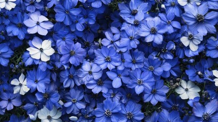Close-up view of densely packed, vibrant blue and white flowers