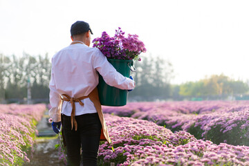back of Asian man farmer working in a field of flowers cutting chrysanthemum flowers for sale in  agriculture industry. small business florist owner deadheading flower at farm in the morning