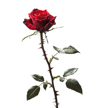 Beautiful red rose with thorns and green leaves isolated on transparent background, cutout png