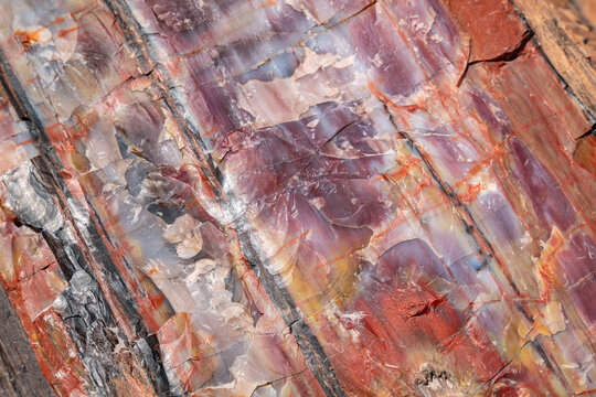 Araucarioxylon arizonicum. Petrified wood is a special type of fossilized wood, the fossilized remains of terrestrial vegetation. Jasper Forest, Petrified Forest National Park, Arizona
