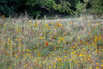 Wild meadow with orange and yellow flowers, bee friendly