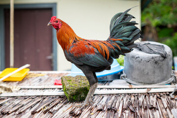 An adult rooster is standing
