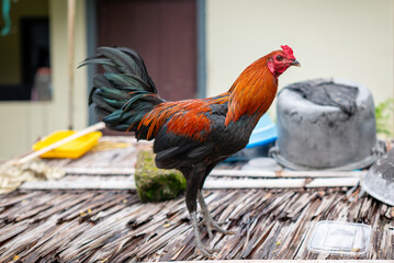An adult rooster is standing