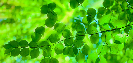 sunshine forest leaves