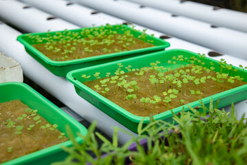 Vegetable plant seeds planted in hydroponic media