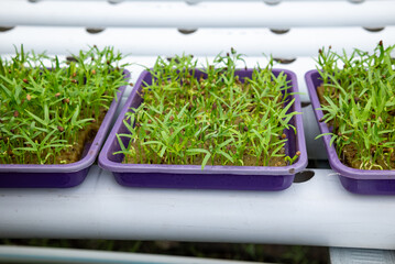 Vegetable plant seeds planted in hydroponic media