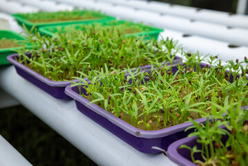 Vegetable plant seeds planted in hydroponic media