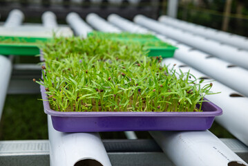 Vegetable plant seeds planted in hydroponic media