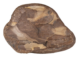 Close-up of isolated brown tree bark piece – wood texture, high resolution